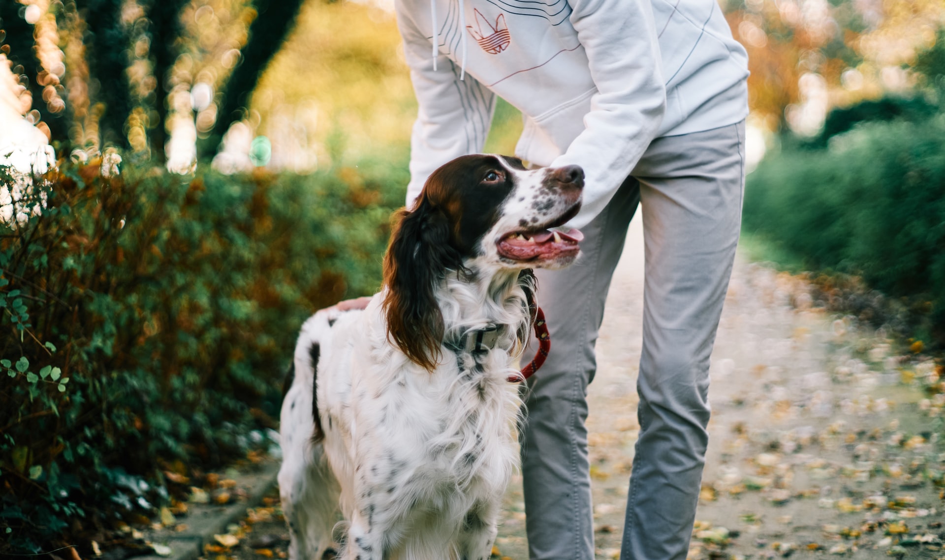 Person with dog